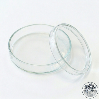 Lot de 9 Boîtes de Pétri en verre 80 × 15 mm