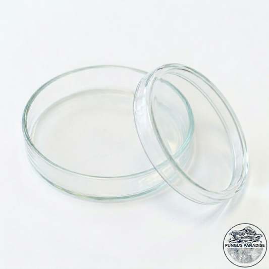 Lot de 9 Boîtes de Pétri en verre 80 × 15 mm